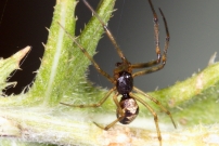 La Malmignatte des maisons. Une femelle (Araneae - Theridiidae - Steatoda triangulosa)